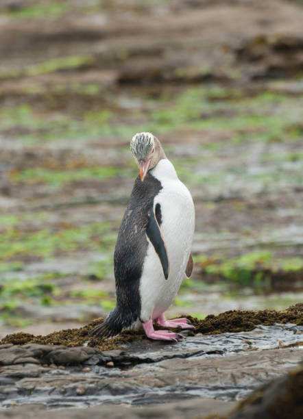 istock Yellow-eyed penguin 841502150