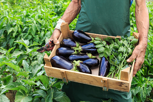 Farmer collects fresh aubergines at an organic farm