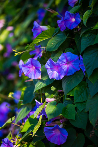 istock Ranunculaceae, clematis in the garden 841503226