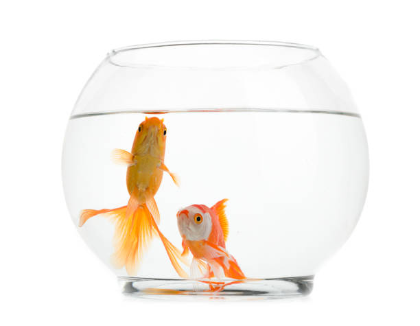 istock Goldfishes in Fishbowl Isolated 841506824