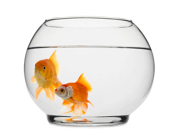 istock Goldfishes in Fishbowl 841506834
