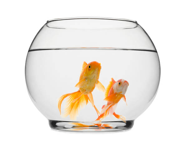 istock Goldfishes in Fishbowl Looking Up 841506840