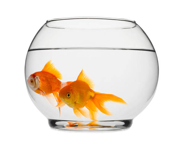 istock Goldfishes in Aquarium Isolated 841506844