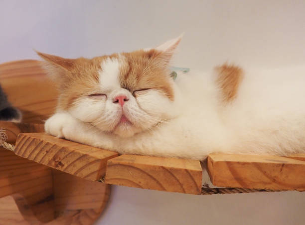 istock Beautiful short hair cat 841510906