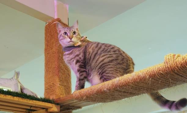 istock Beautiful short hair cat 841510922