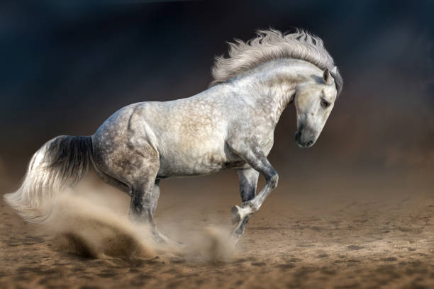 istock Grey andalusian horse 841518240