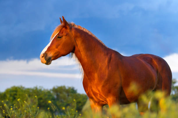 istock Beautiful horse in motion 841518746