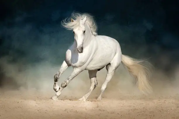 White horse run forward in dust on dark background