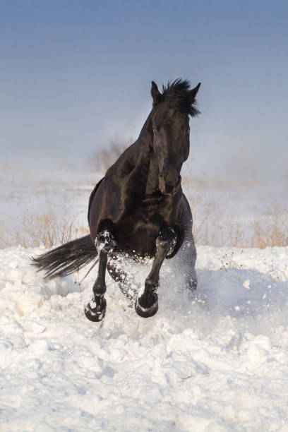 istock Horse jump in snow 841519196