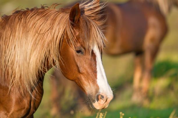 istock Horse portrait outdoor 841519356