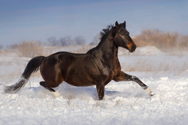 istock Horse run in snow 841519374