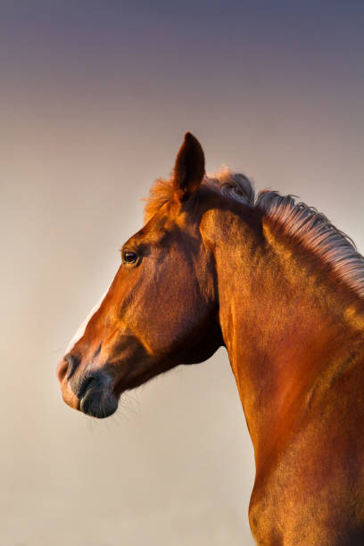 istock Beautiful horse in motion 841519566