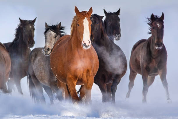 istock Horse herd in snow 841519716