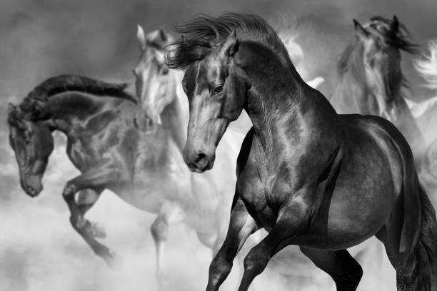 istock Horse portrait in herd 841519760