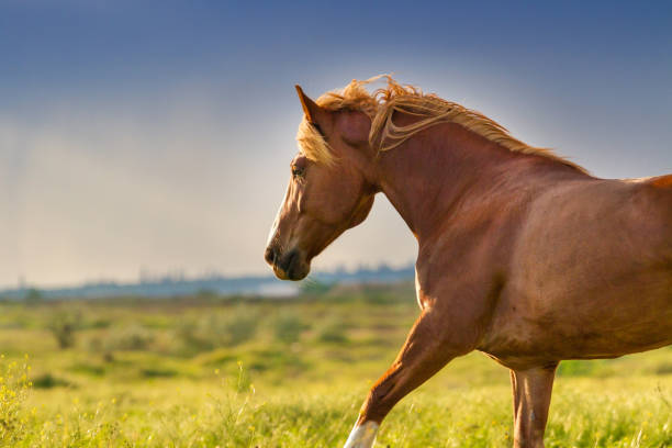 istock Beautiful horse in motion 841520034