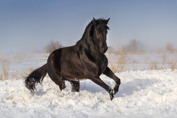 istock Horse jump in snow 841520208