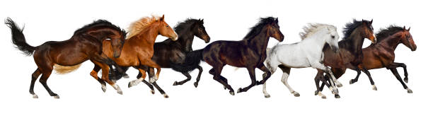 ホース動物の一団絶縁 - trakehner horse ストックフォトと画像