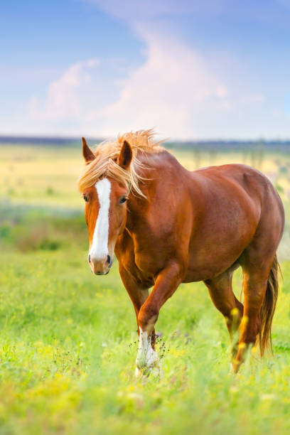 istock Horse with long blond mane 841522776