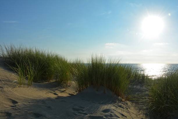 istock Dunes grass  on the North Sea with sun 841523486