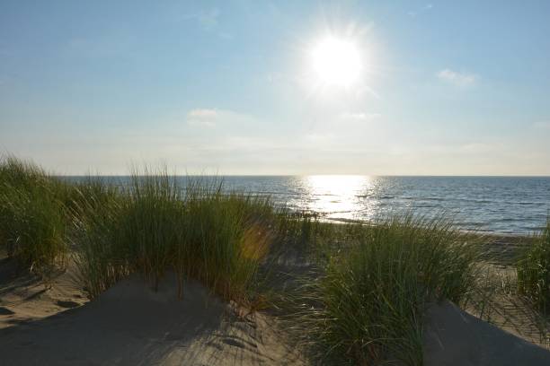 istock Dunes grass   on the North Sea with sun 841523718