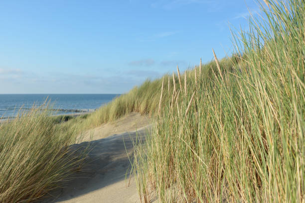 istock Dunes grass on the North Sea 841523770