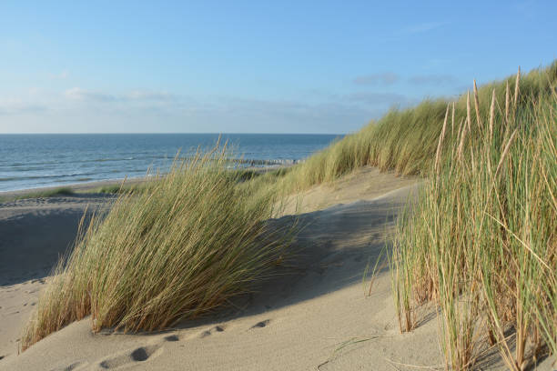 istock Dune grass at the North Sea , with  sea and sky 841523874
