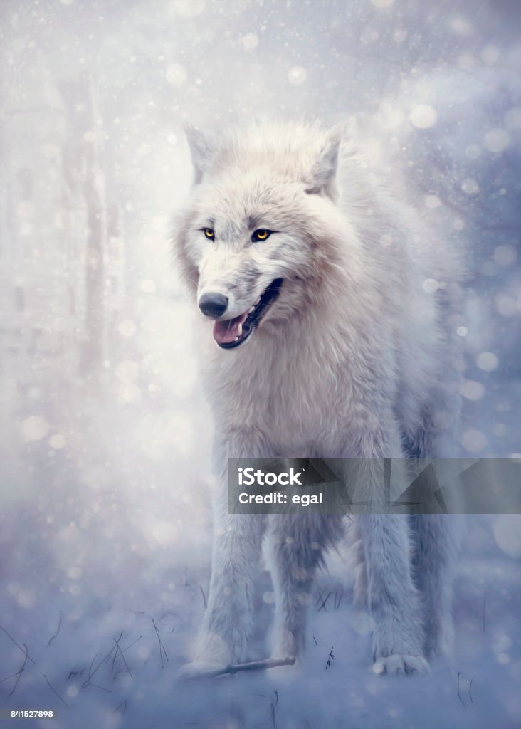 White wolf dans la forêt. - Photo de Loup libre de droits