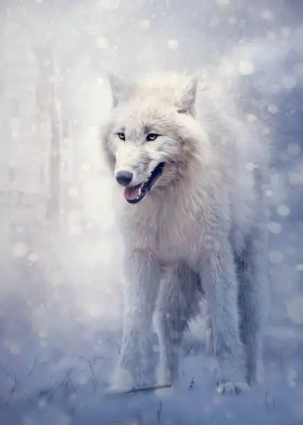 White wolf in the forest in winter