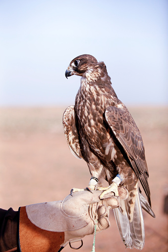 Arabian Falcon On Hand Stock Photo - Download Image Now - Animal, Animal  Wildlife, Animal Wing - iStock