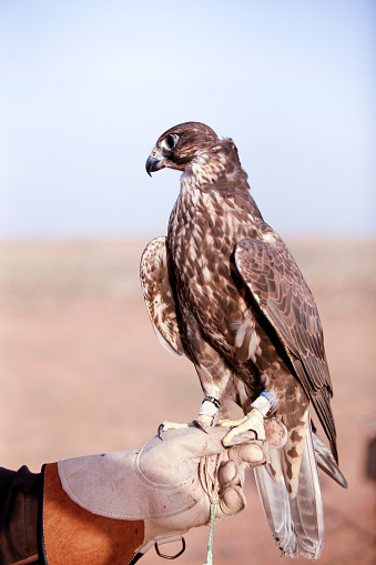Arabian Falcon On Hand Stock Photo - Download Image Now - Animal, Animal Wildlife, Animal Wing - iStock Arabian Falcon On Hand Stock Photo - Download Image Now - Animal, Animal Wildlife, Animal Wing - iStock