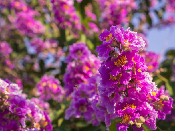 Red flowers on a tree with blue sky above.