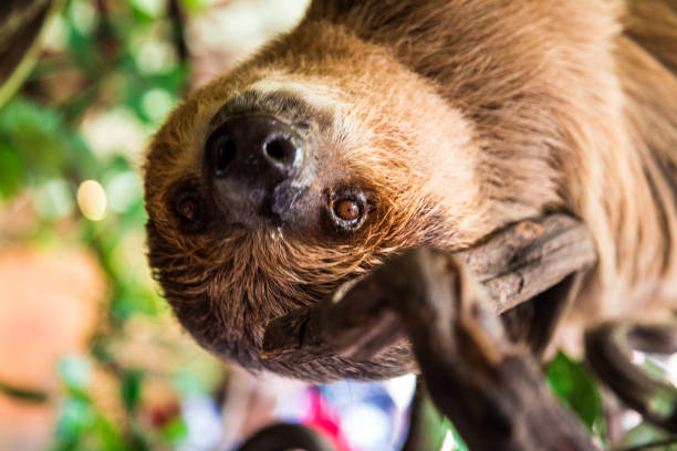 istock Lazy Sloth hanging in the tree looking at camera 841534148