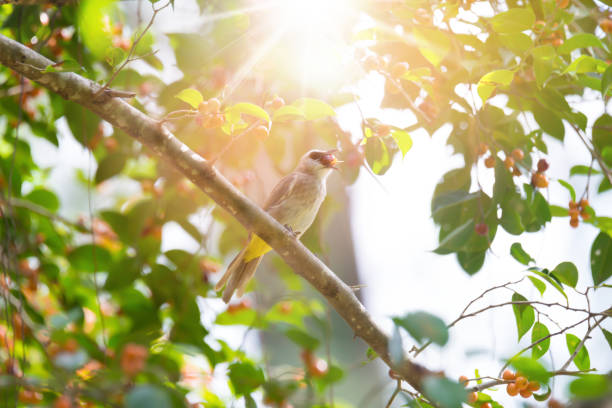 Yellow vented bulbul ( Pycnonotus goiavier )