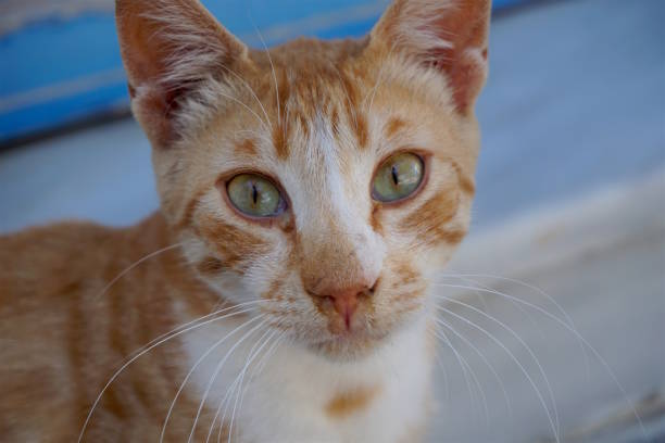 istock Homeless cat on the street. 841535070