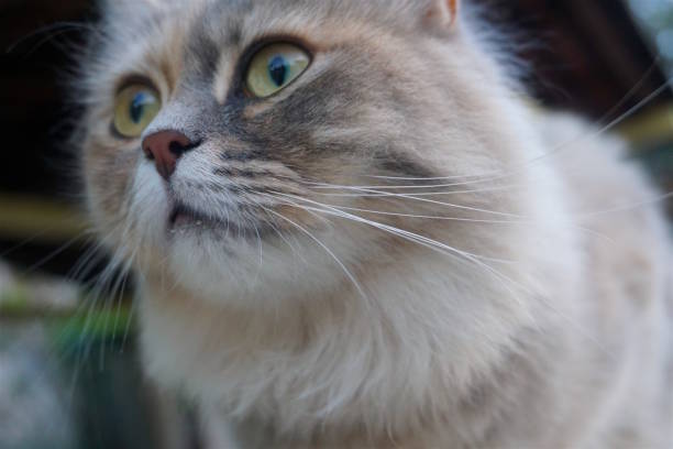 istock Homeless cat on the street. 841535084