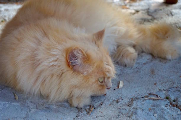 istock Orange street cat lying down. 841535090