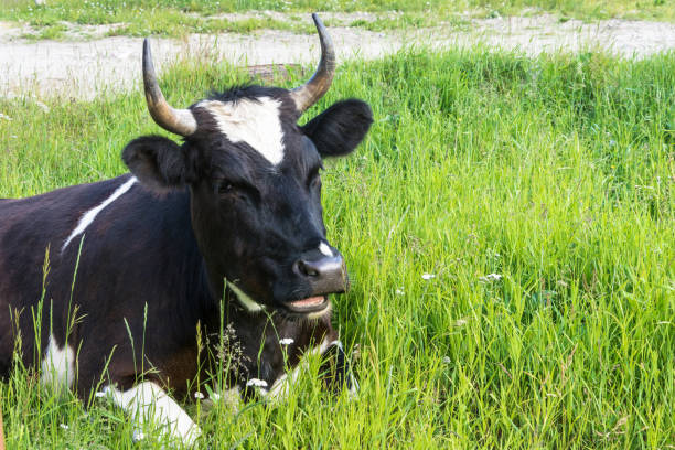istock Black and white cow resting on green grass. 841543090