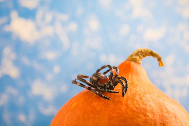 istock Spider over pumpkin with blue background 841547760