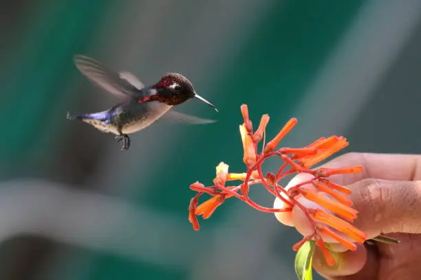A male Bee Hummingbird feeds from a plant held by a person in the Hummingbird Garden at Playa Larga in Cuba