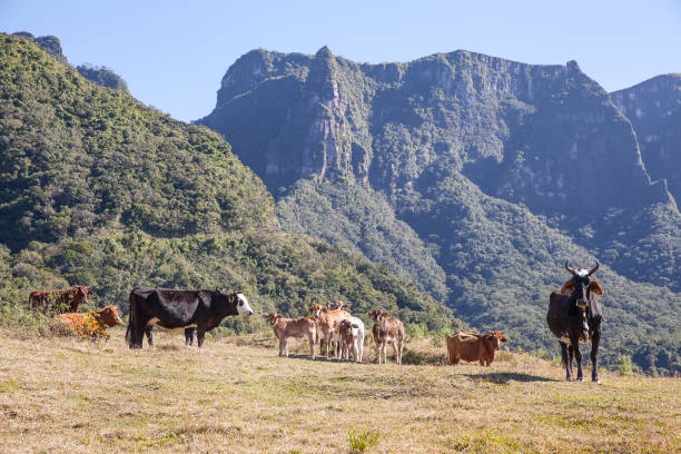istock Cattle grazing with Serra do Corvo Branco in the background 841558332