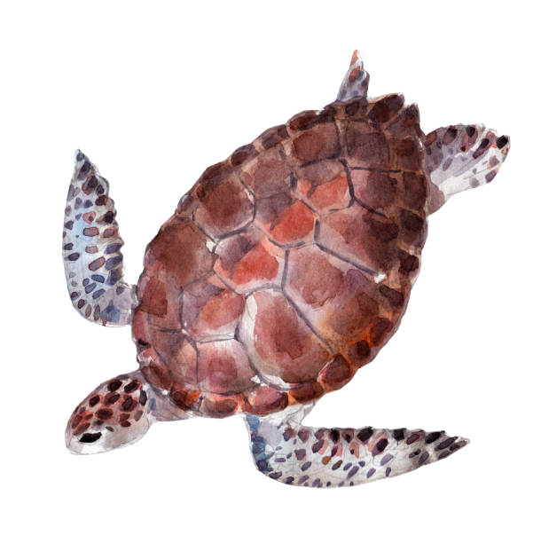 istock The turtle, watercolor illustration isolated on white background. 841558702