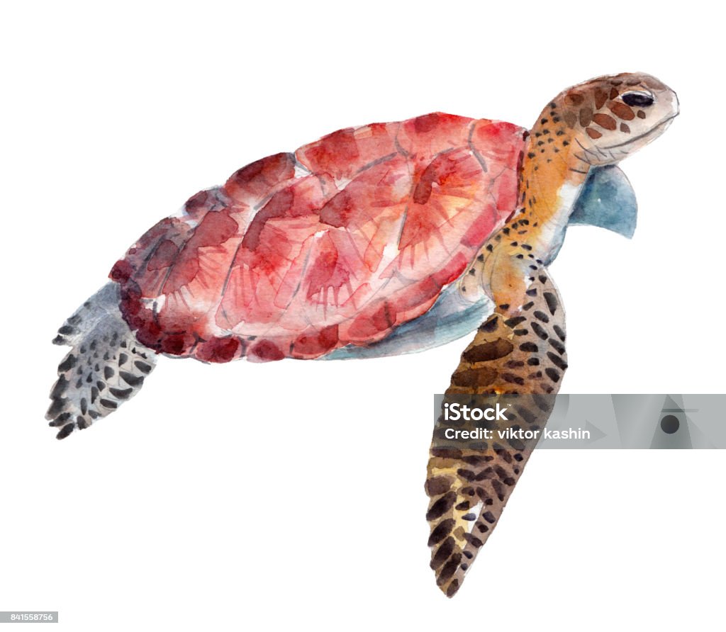 La tortue, aquarelle illustration isolé sur fond blanc. - Illustration de Aquarelle libre de droits