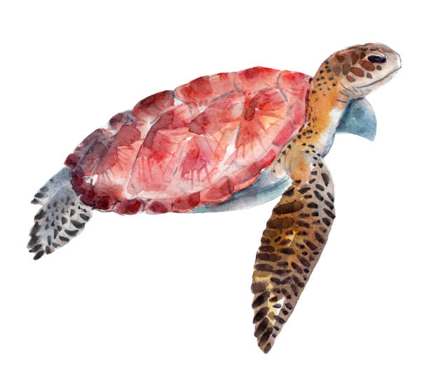 istock The turtle, watercolor illustration isolated on white background. 841558756