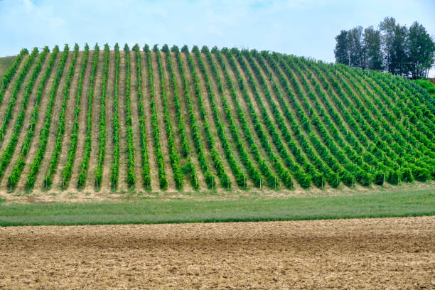 istock Vineyards near Zaffignana (Piacenza, Italy) 841559570