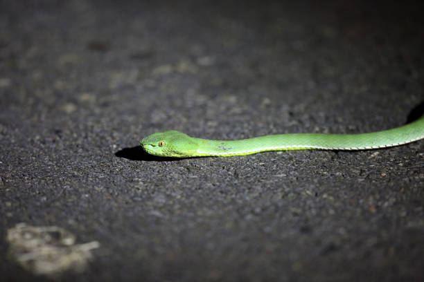 istock Vogel's pit viper (Trimeresurus vogeli) in Khao Yai National Park, Thailand 841562192