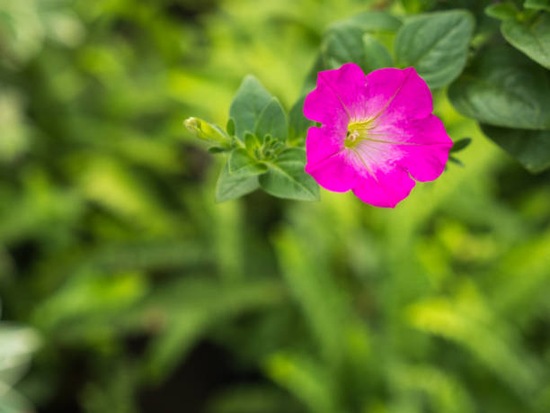 istock Pink Petunia Flowers Hanging 841562770