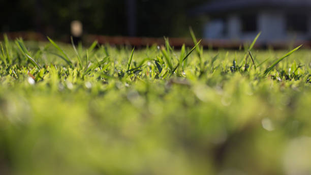 istock Defocus of Green Grass covered in dew background 841567064