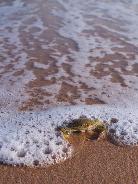 istock Crab on The Sand in The Beach 841567134
