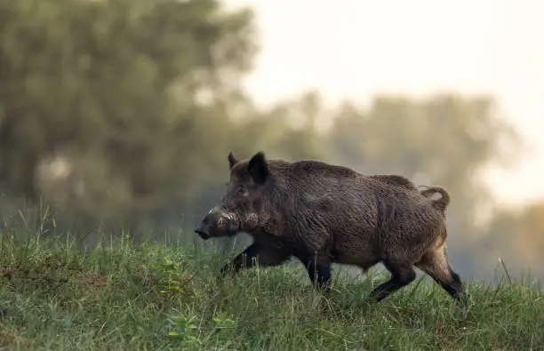 Wild boar (sus scrofa ferus) walking in forest on foggy morning. Wildlife in natural habitat