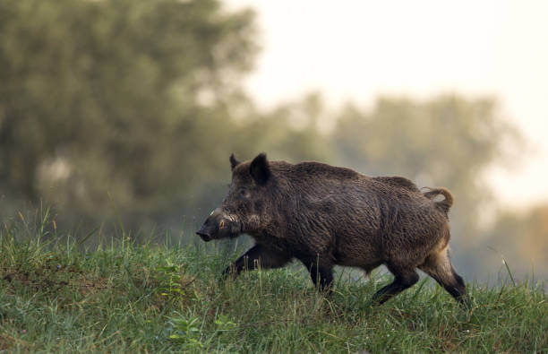 javali selvagem andando na neblina - wild boar - fotografias e filmes do acervo